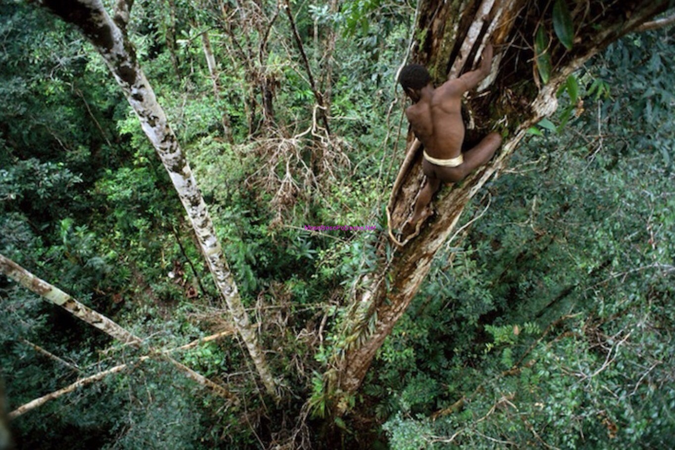 Джунглях живут люди. Индонезия — племя КОРОВАИ. Караваи Папуа новая Гвинея.