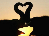 Elefantet e dashuruar