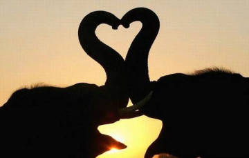 Elefantet e dashuruar