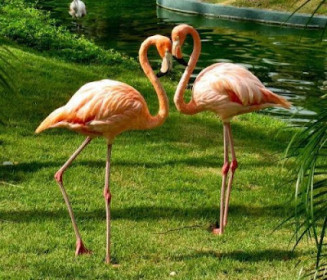 Flamingo te dashuruar