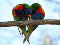 Papagait e dashuruar