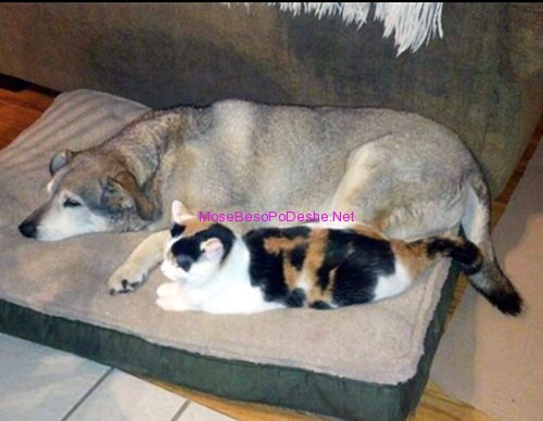 Qeni Buster dhe macja Katty