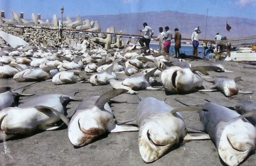 peshkaqen te vrare per pendet