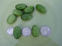 Smallest Watermelons 4